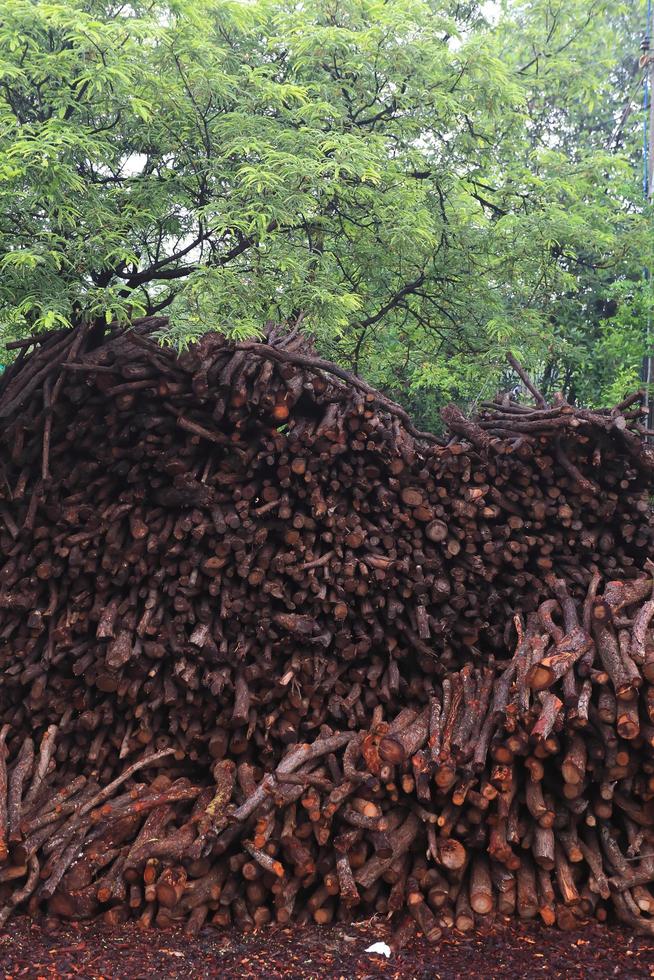 mangrove wood to be processed as charcoal photo