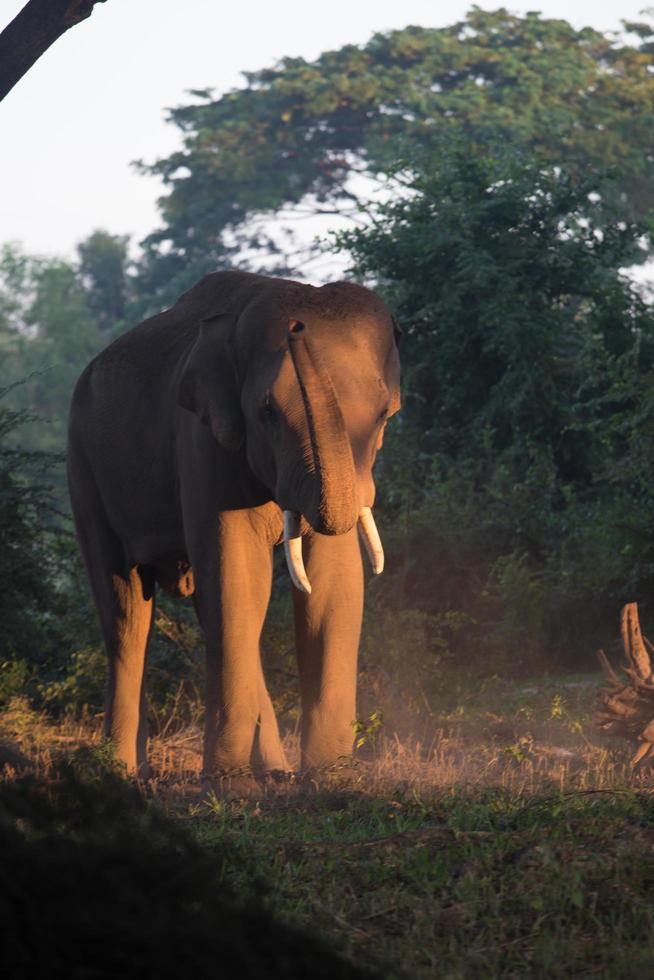 Asia elephant in surin,Thailand photo