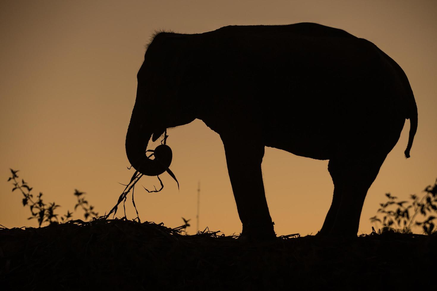 asia elephant in the forest at sunset photo