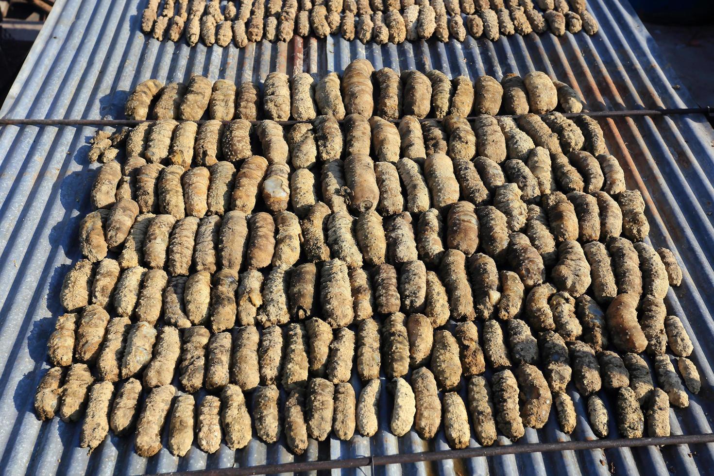 Drying Sea Cucumber Outdoor 10448550 Stock Photo at Vecteezy