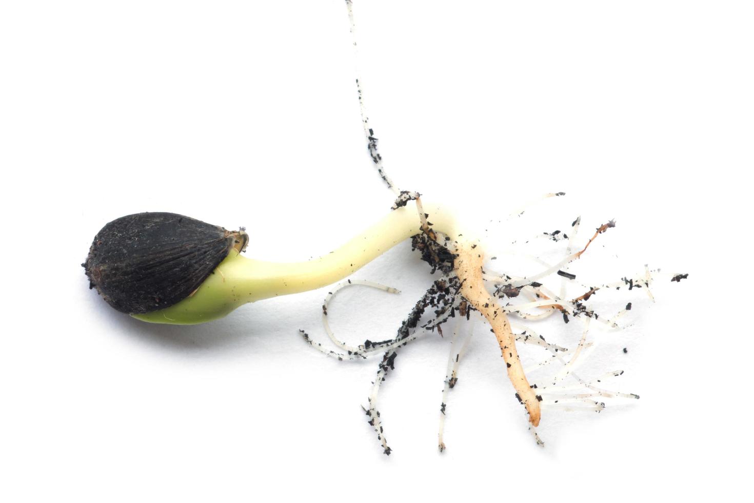 Germinating runner sunflower seed photo