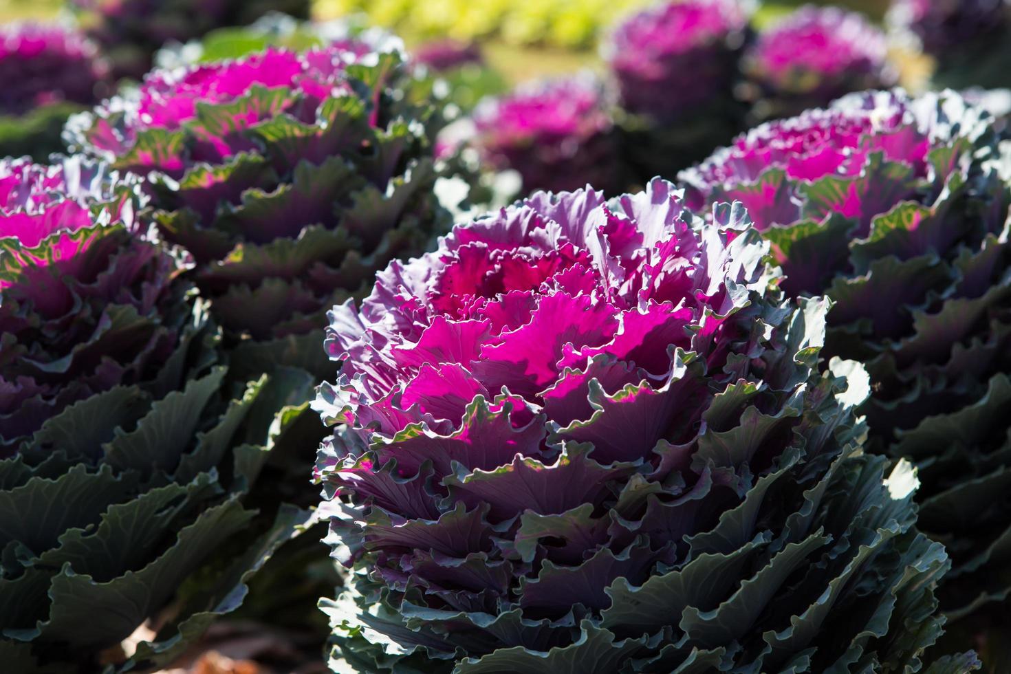 Fresh young organic collard photo