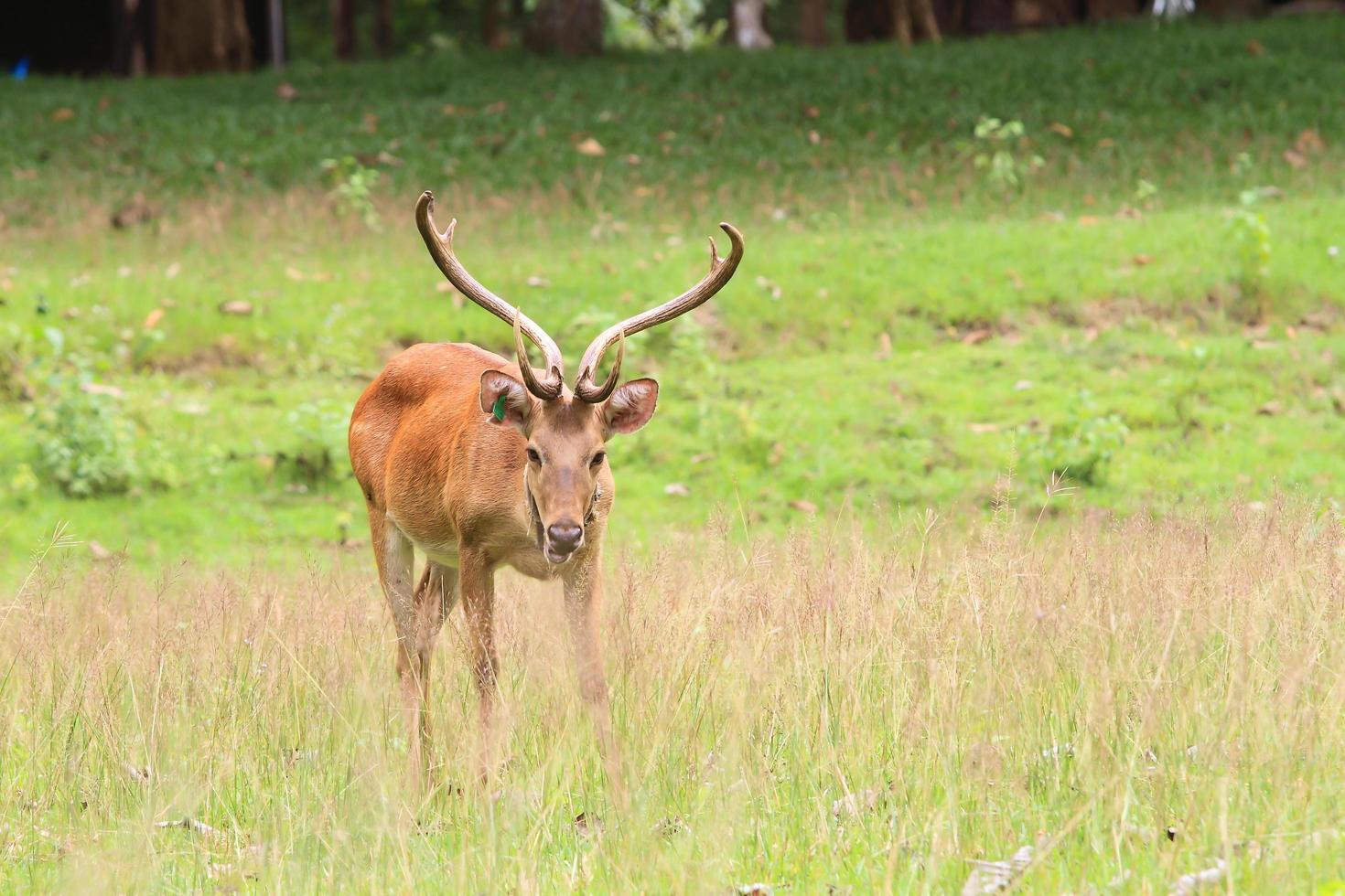 Deer herd in meadow scene at forest, Thailand photo