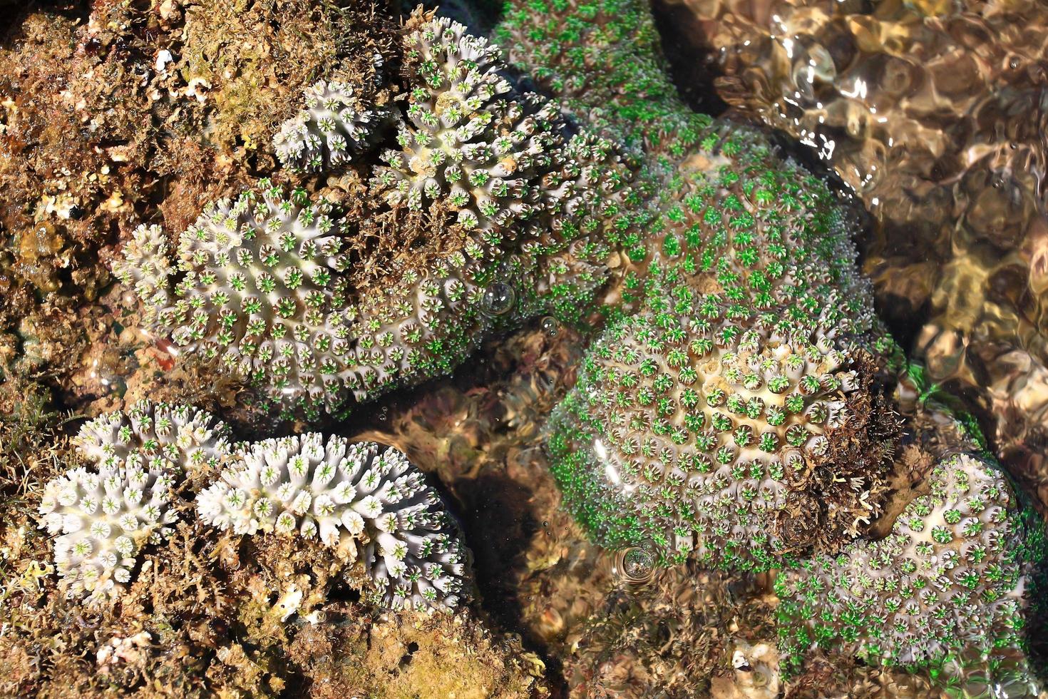 Coral flourishing under water photo