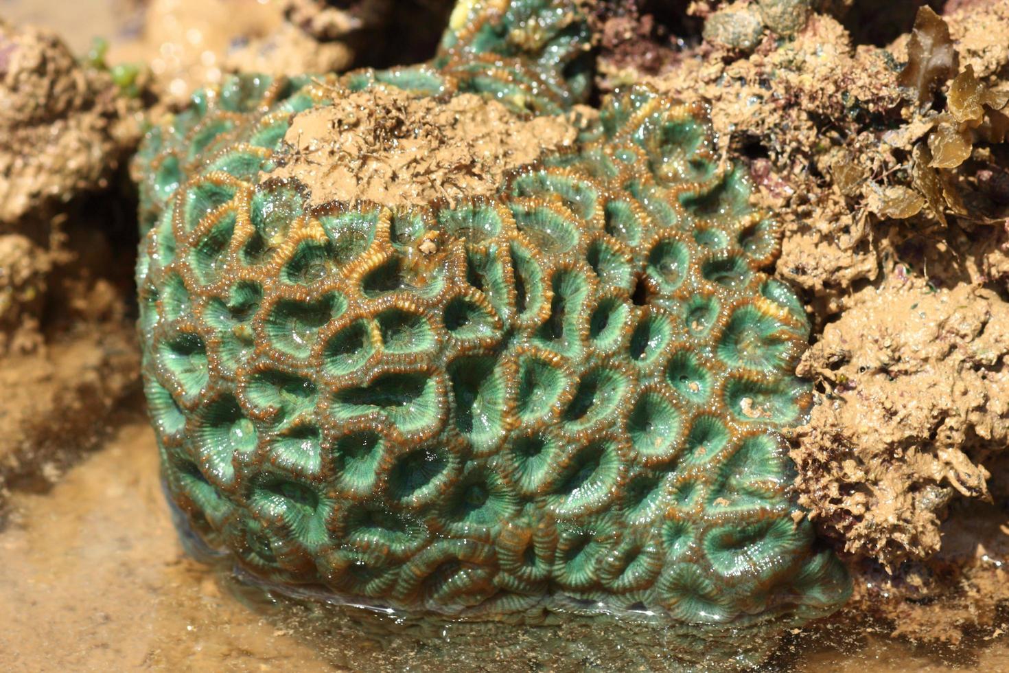 hard coral at low tide, thailand photo