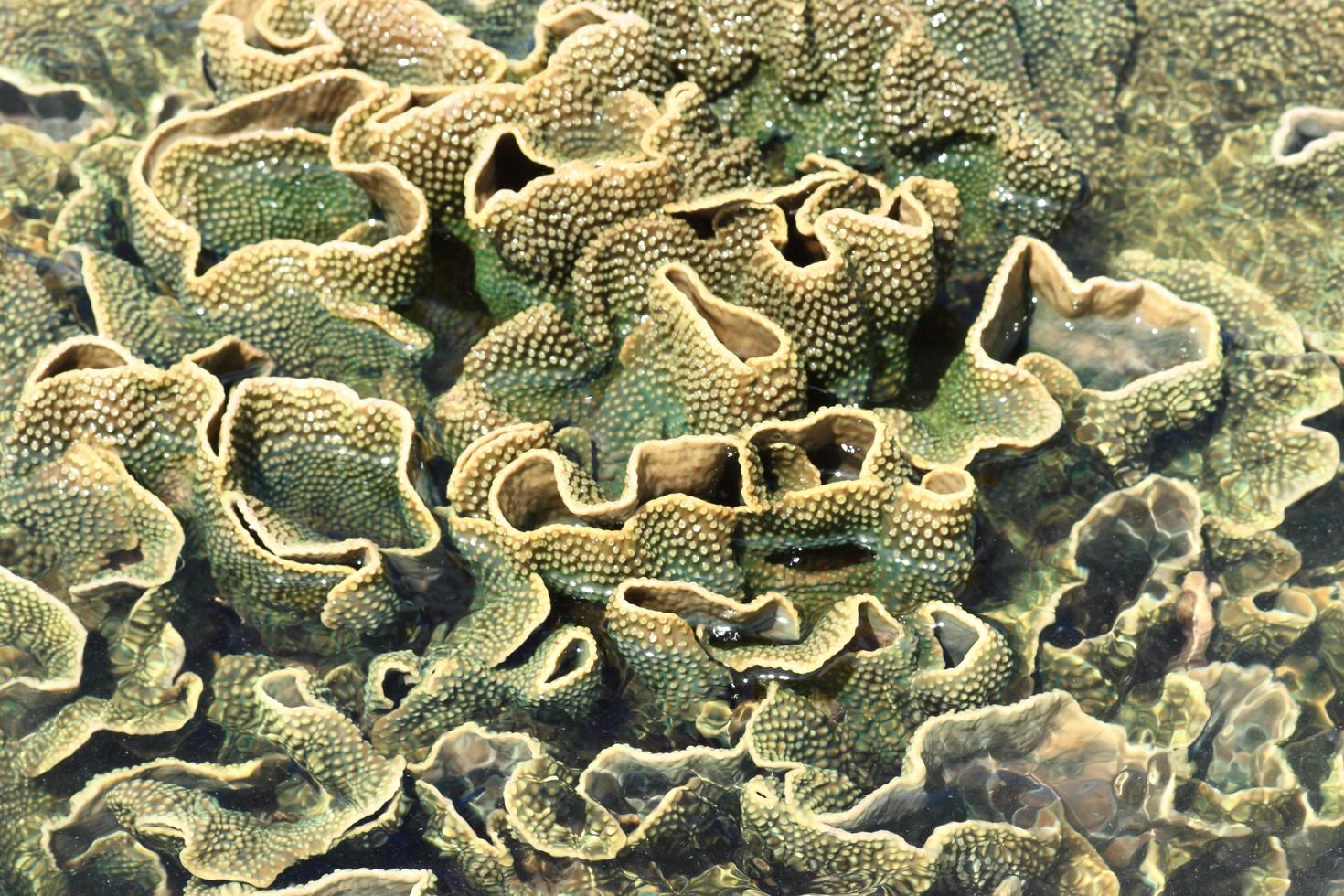 coral duro durante la marea baja, Tailandia foto