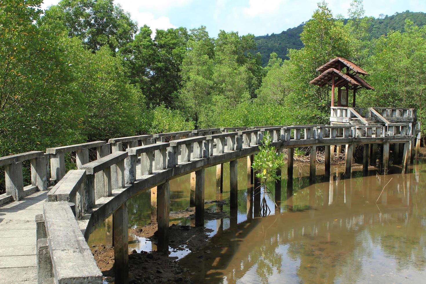 Concrete bridge go to mangrove forest photo