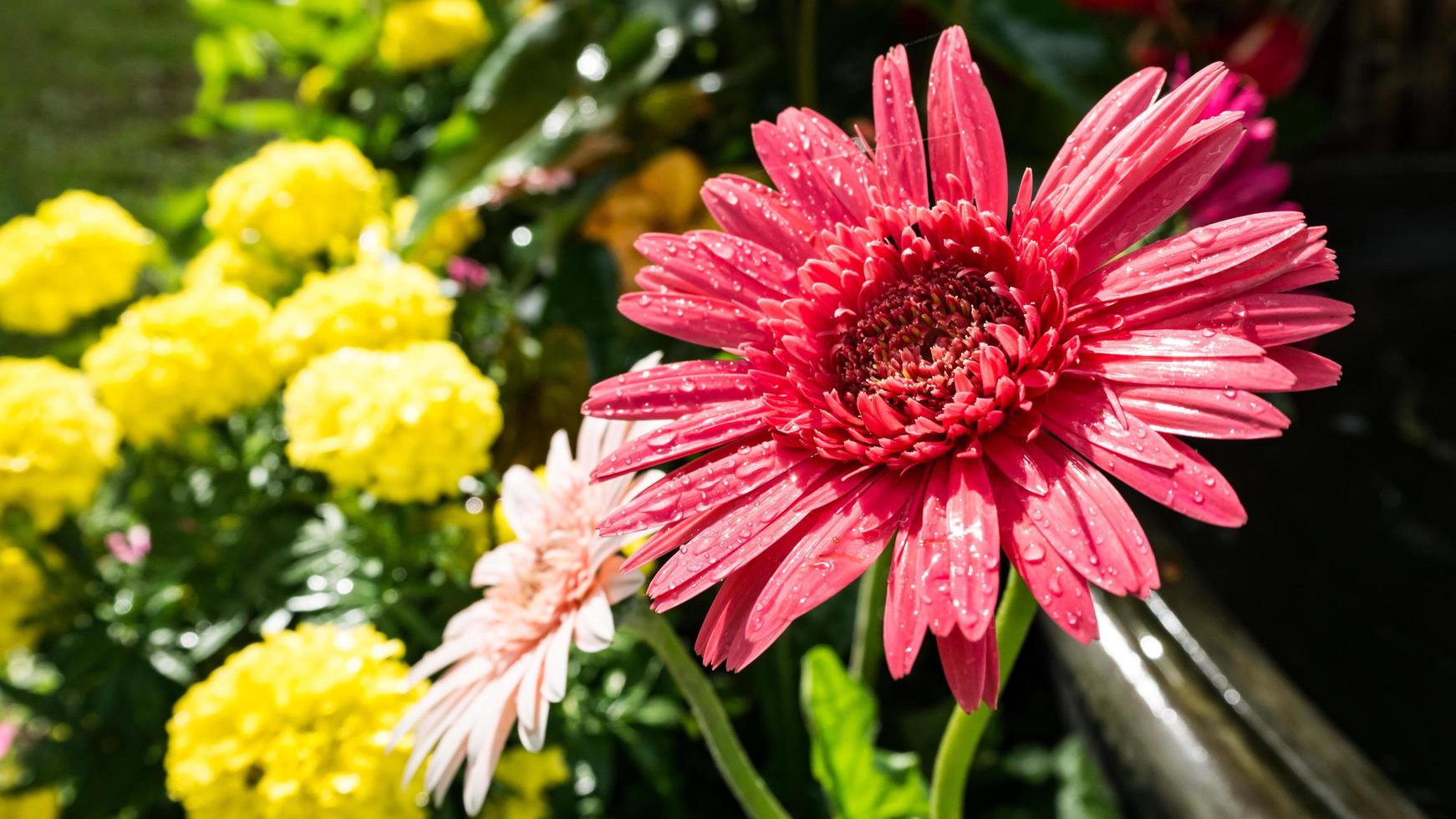 beautiful gerbera flower on the outdoor garden photo