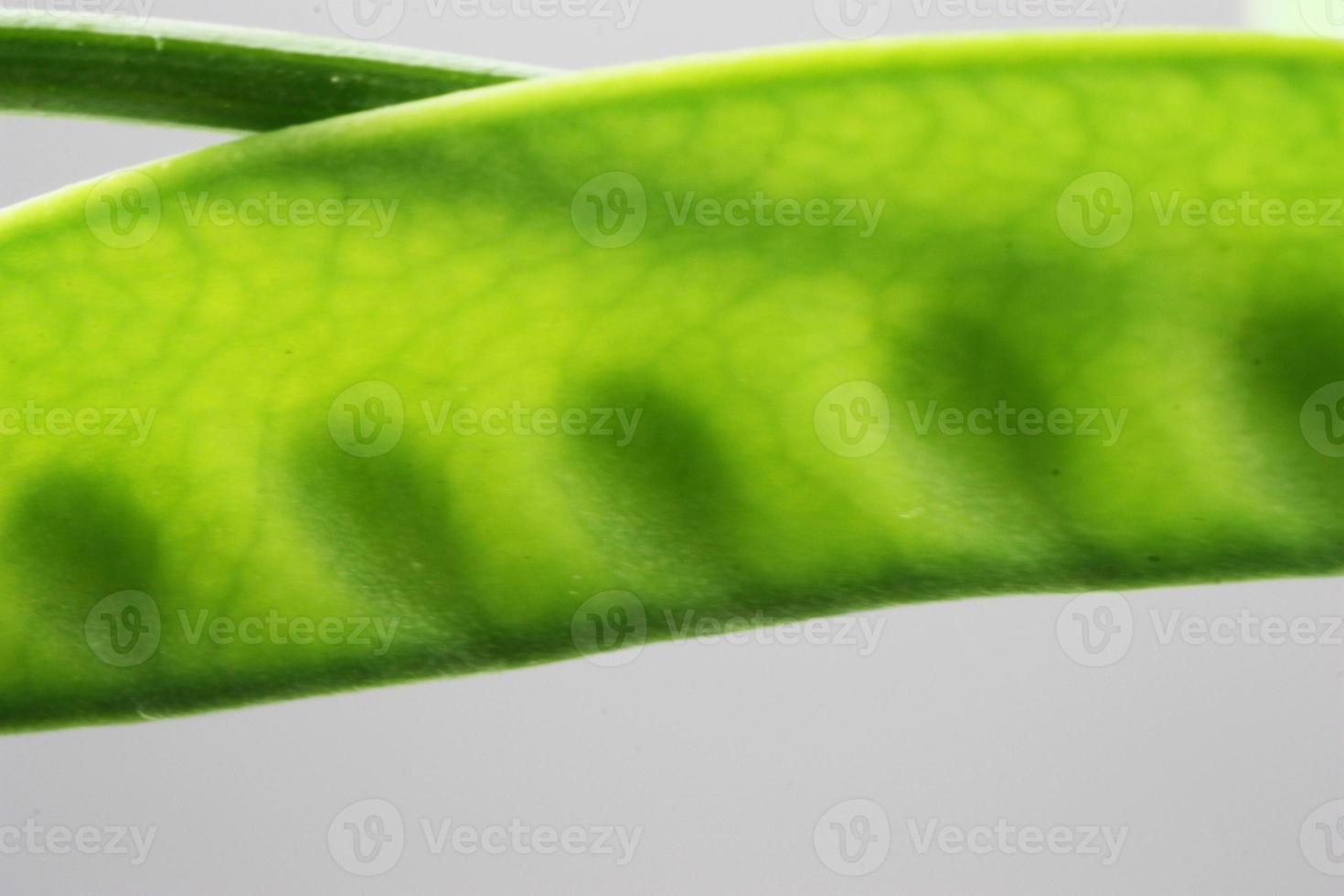 Lots of peas in one pod photo