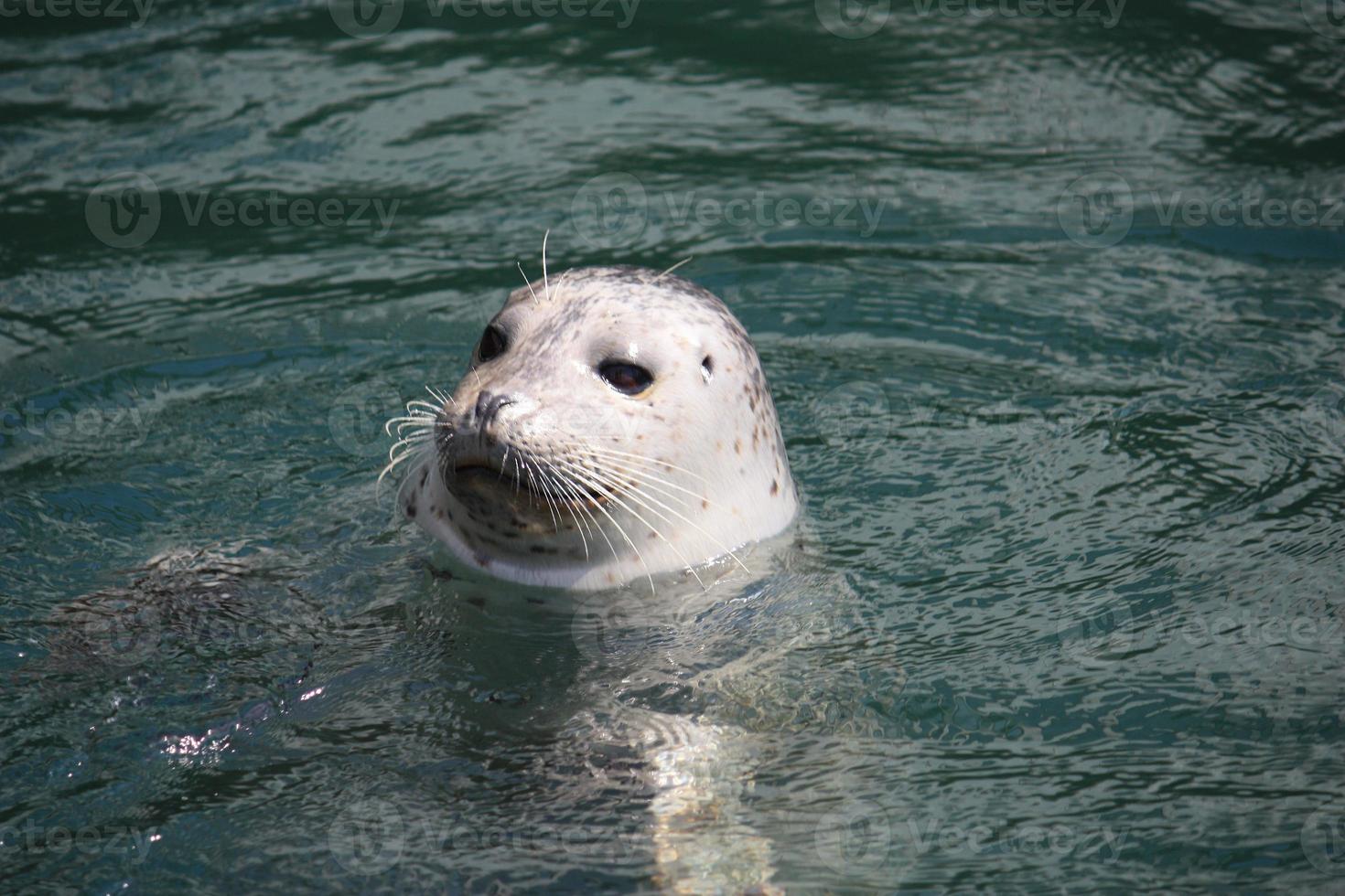 una foca de puerto flotando en el agua foto