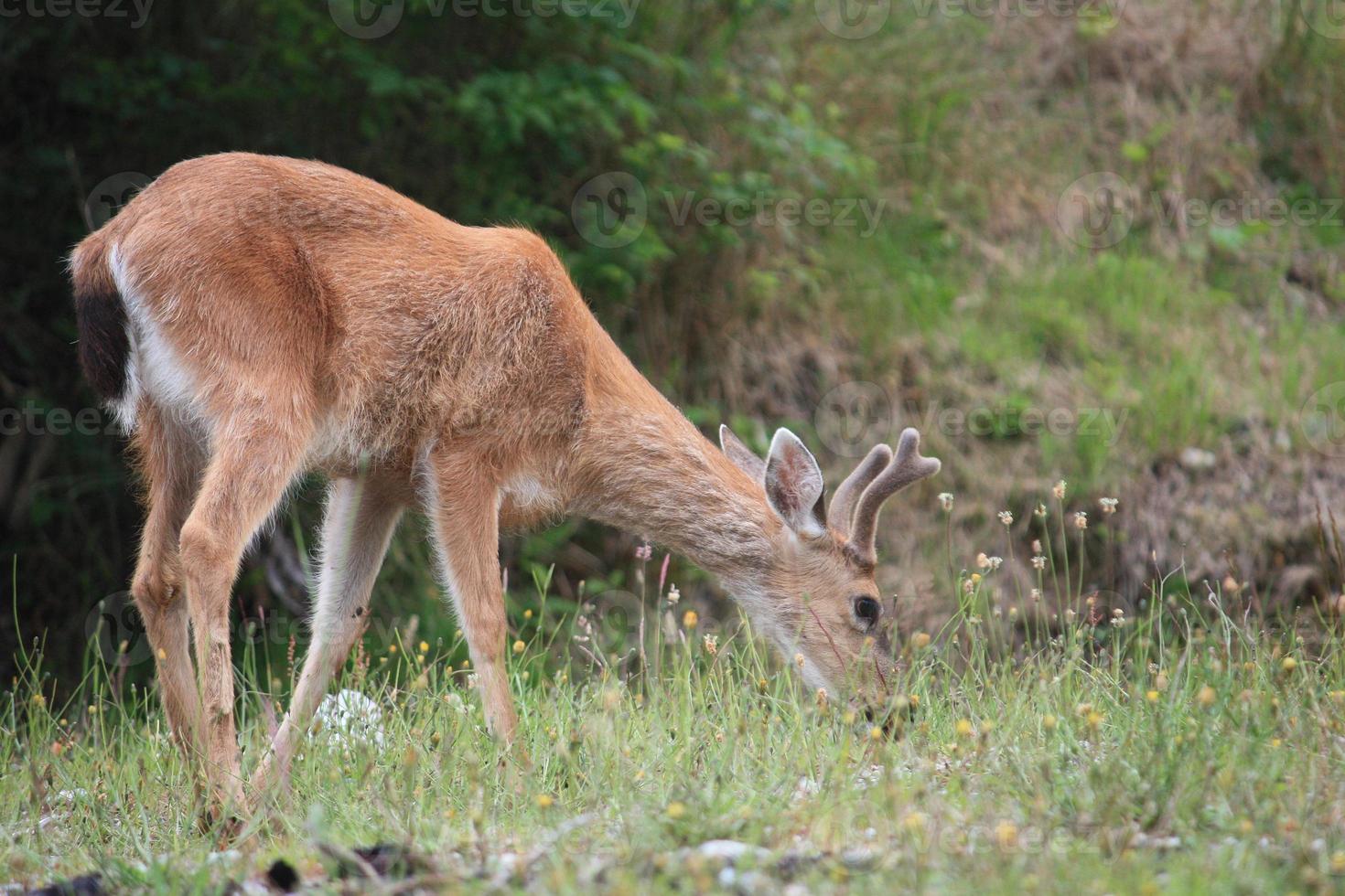 A young deer eating photo