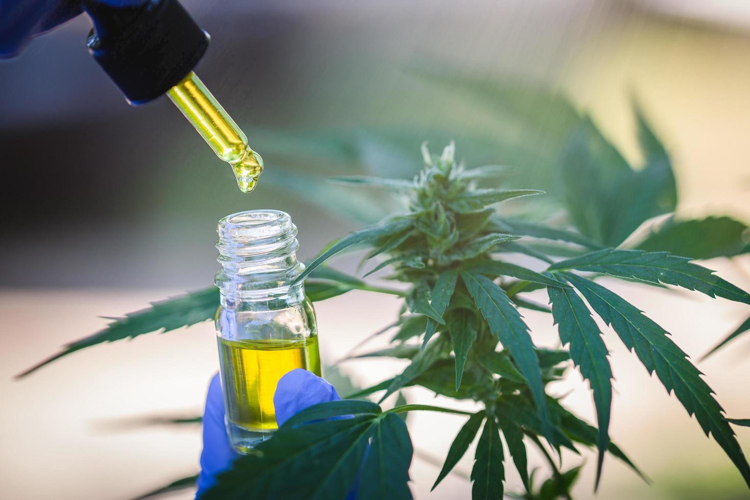 Hand holding bottle of Cannabis oil in pipette, natural herb, esearching hemp oil extracts for medical purposes, alternative remedy or medication, CBD substances in hemp oil. photo