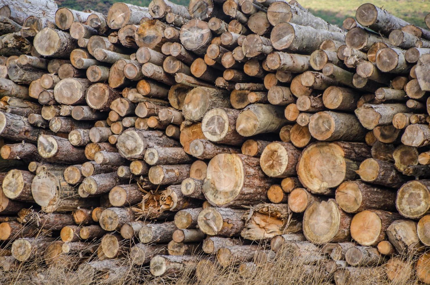 cuted wood in the forest photo