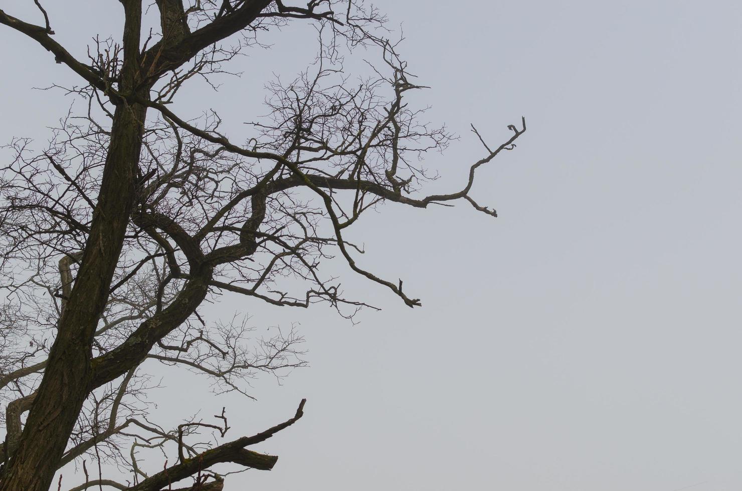 bare tree with gray background photo