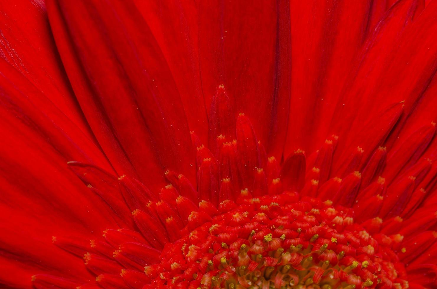 flor roja macro foto