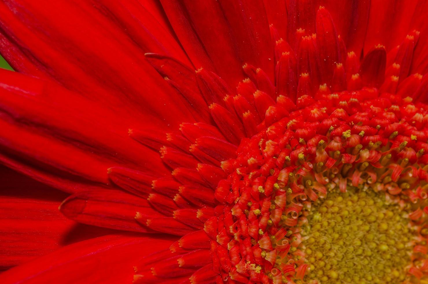 red flower detail view photo