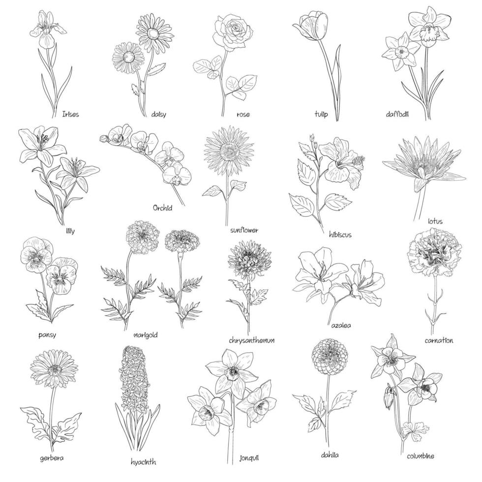 Set of flowers hand drawn 10449584 Vector Art at Vecteezy