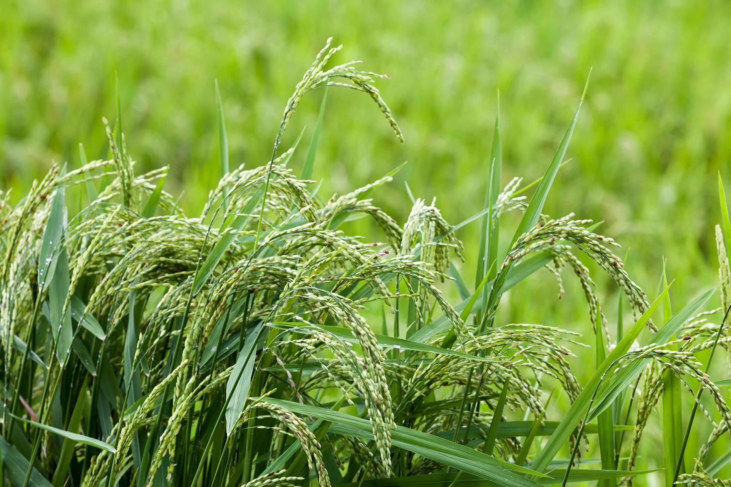 Close-up green rice field photo