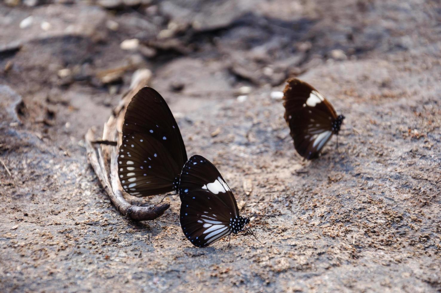 Butterfly on the rocks photo