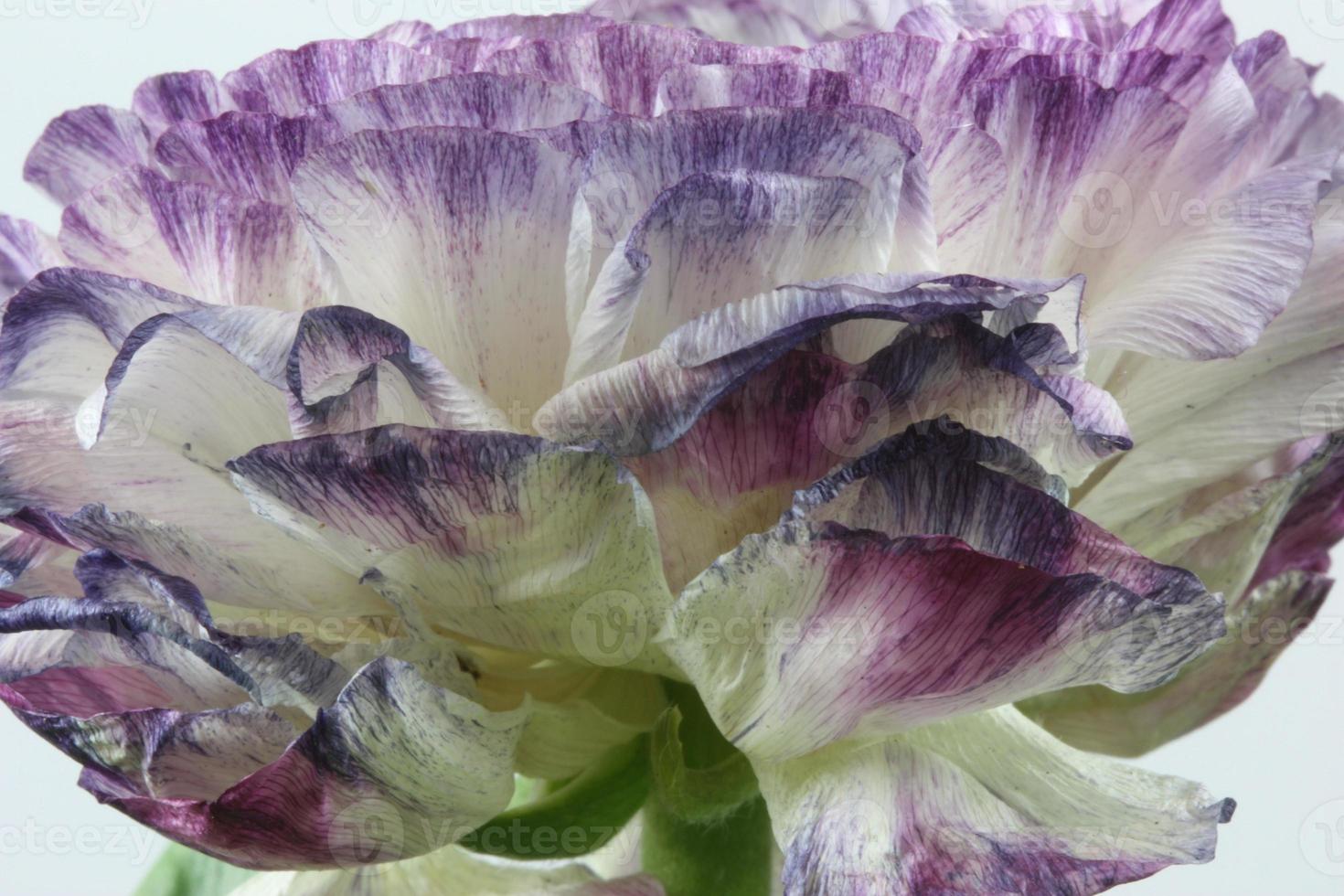 A side view of a carnation photo