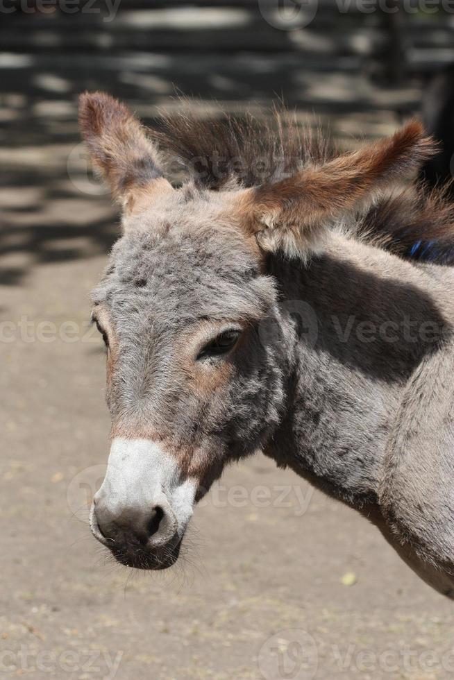 un burro en un zoológico de mascotas foto