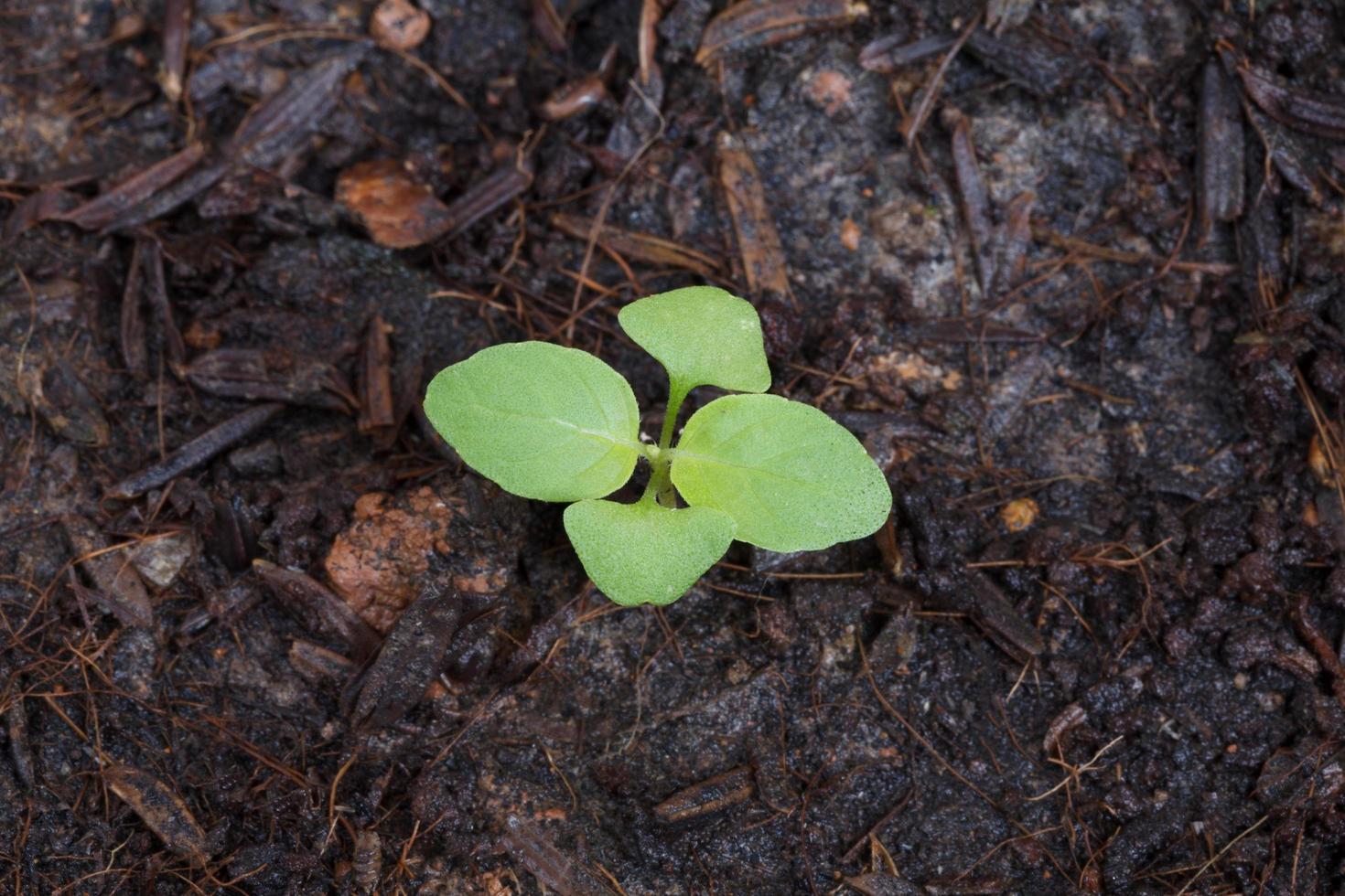 Basil seedlings close up photo