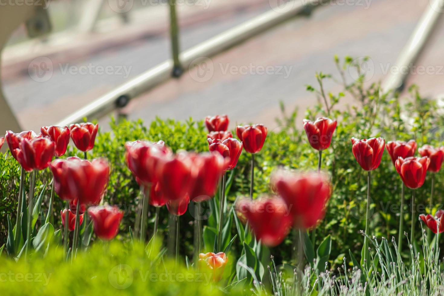 Beautiful flowers Sakura Tulips Peony Red Pink Blue Bokeh flowering tree photo