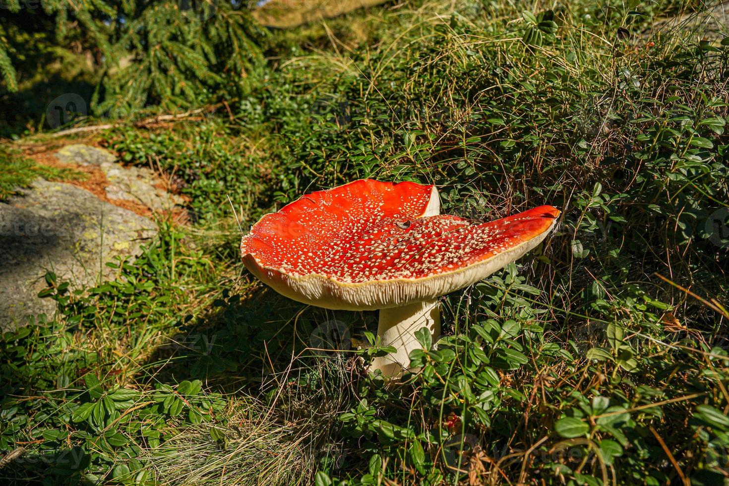 Mountain mushroom Red photo