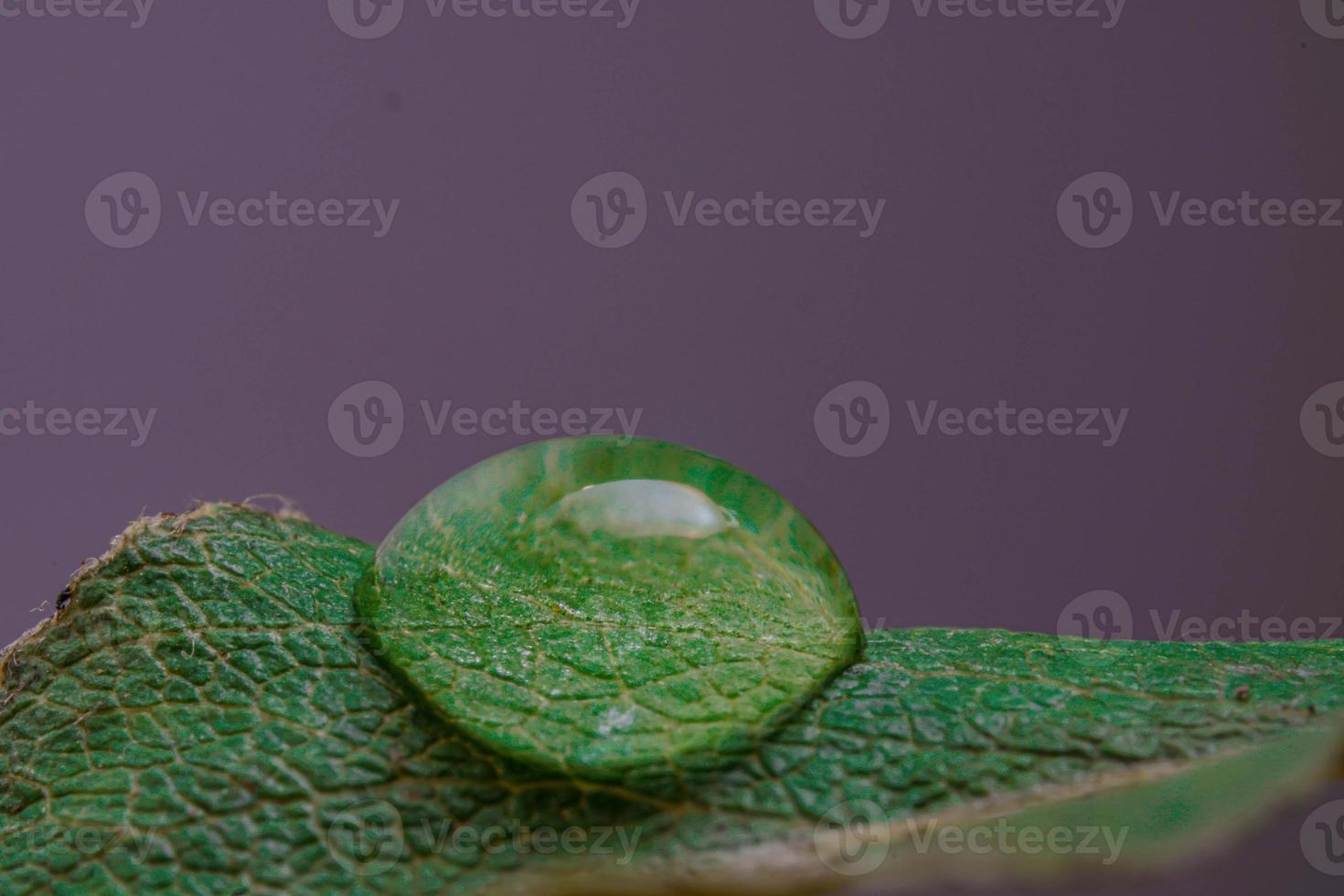 Water Drops Macro View Apple Leaf photo