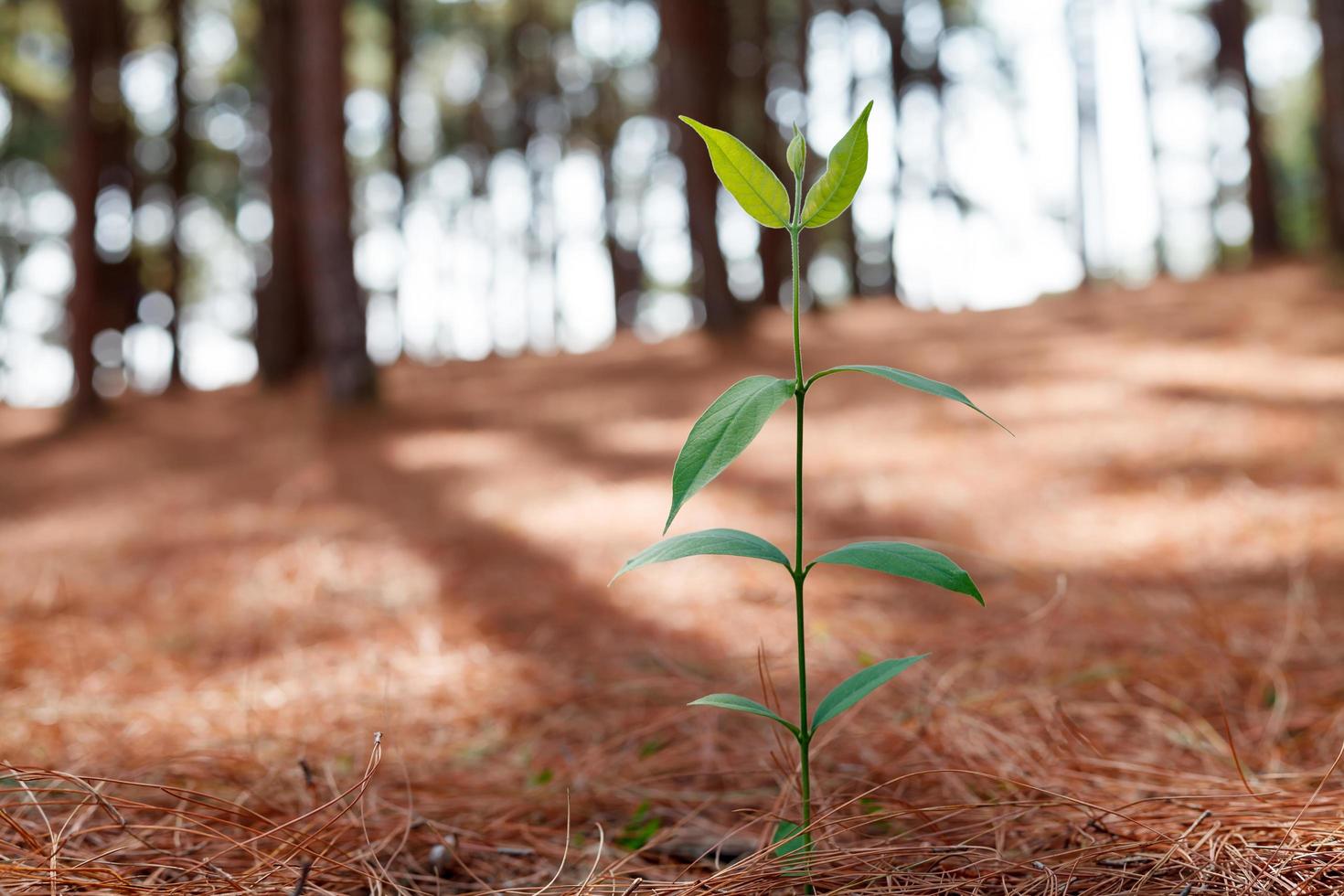 Growing young plant on bokeh background,Close-up photo