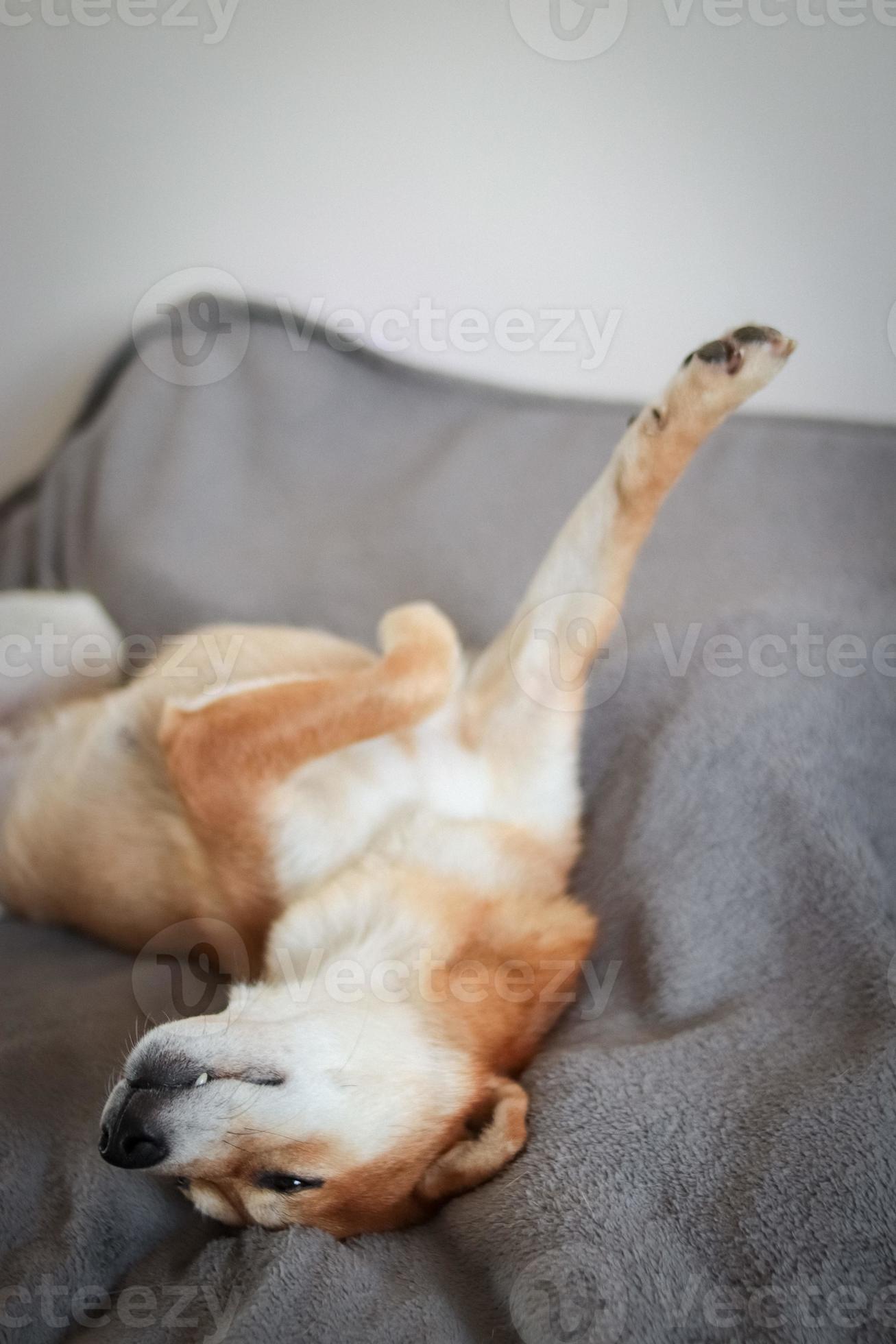 Japanese shiba inu dog sleeps on the bed. Cute red dog sleeping very funny.  10451085 Stock Photo at Vecteezy