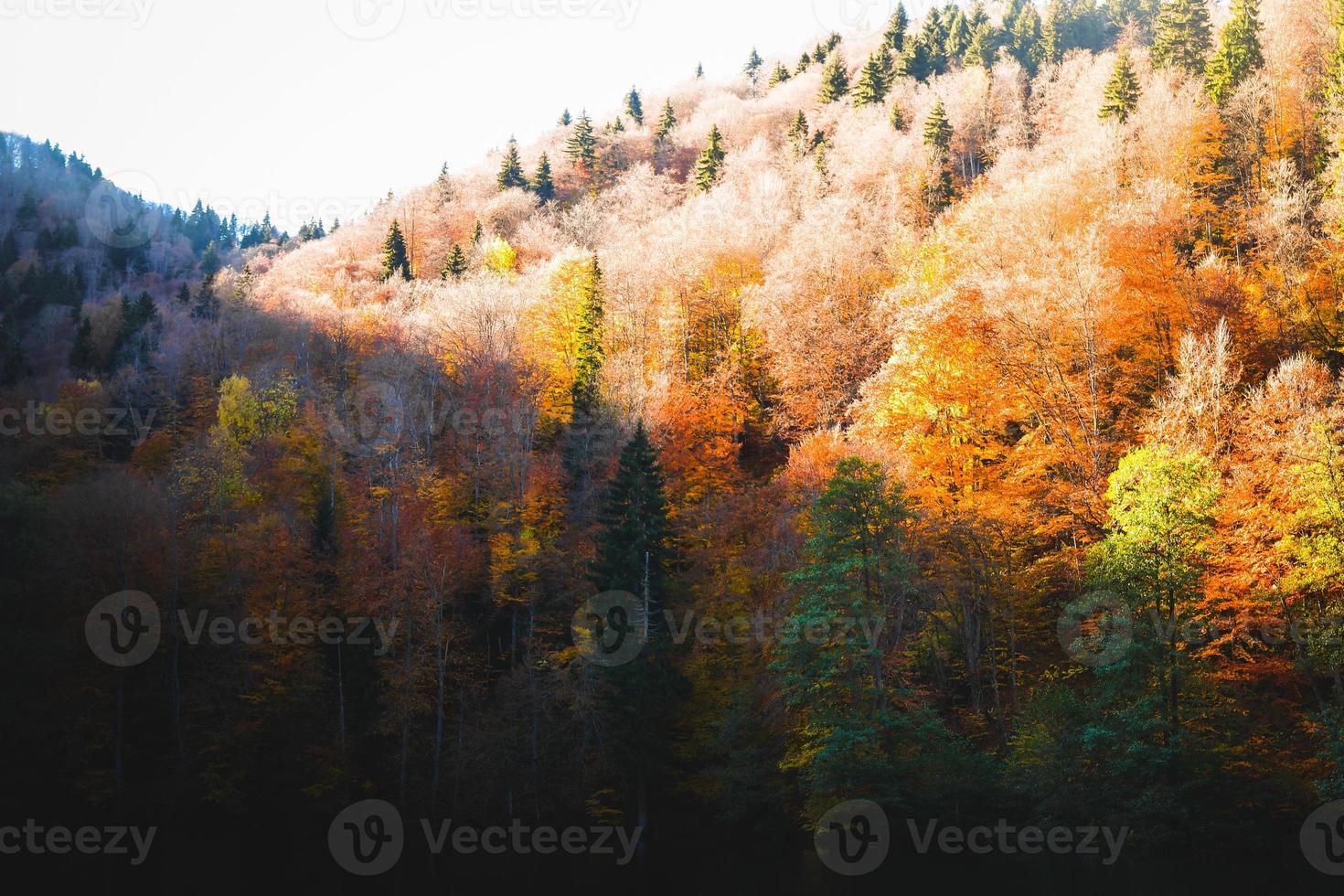 Aerial view Bateti lake colorful autumn forest panorama and fall trees foliage reflections. Famous autumn travel destination in Georgia photo