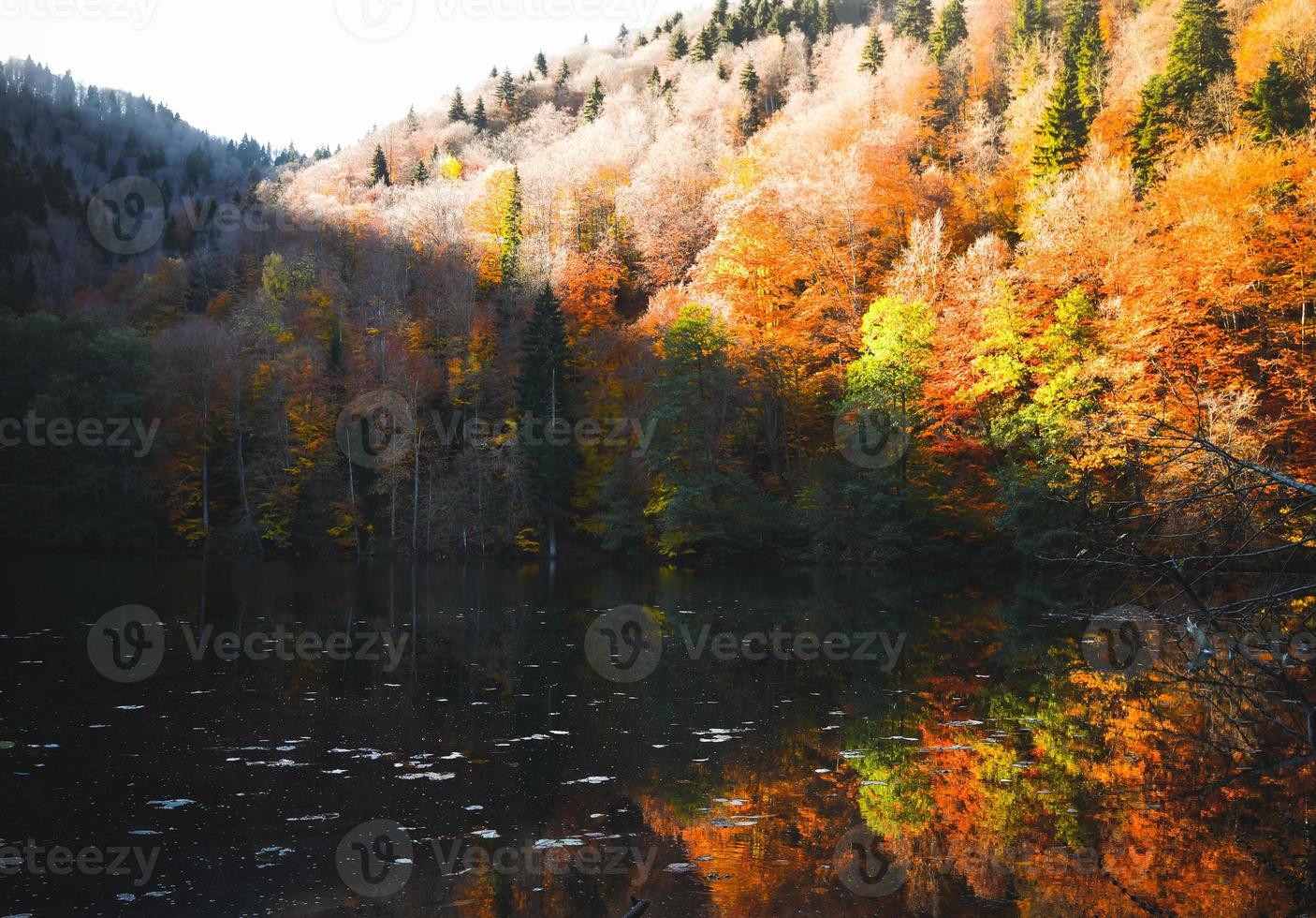 Rising view autumn outdoors panorama of forest with tree reflections on lake in warm sunny day photo
