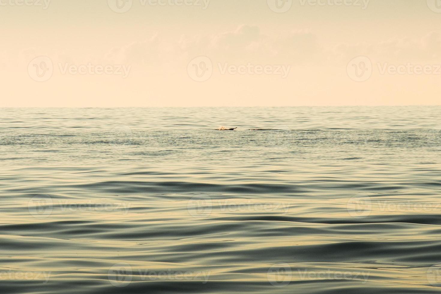 Dolphin on caspian sea coast by Batumi shore on sunset photo