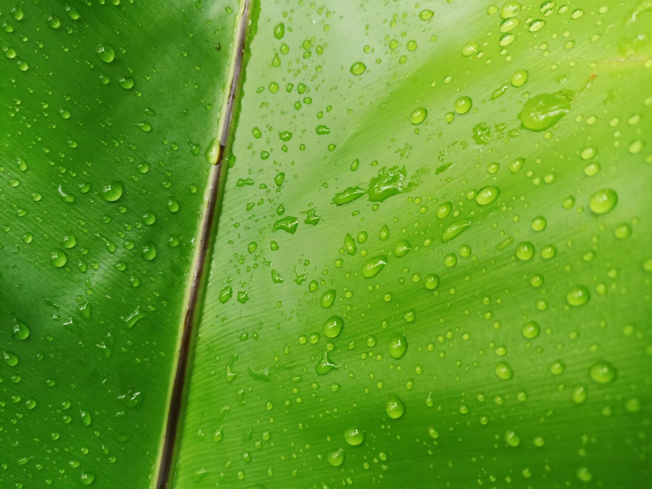 Close up raindrops on a leave photo