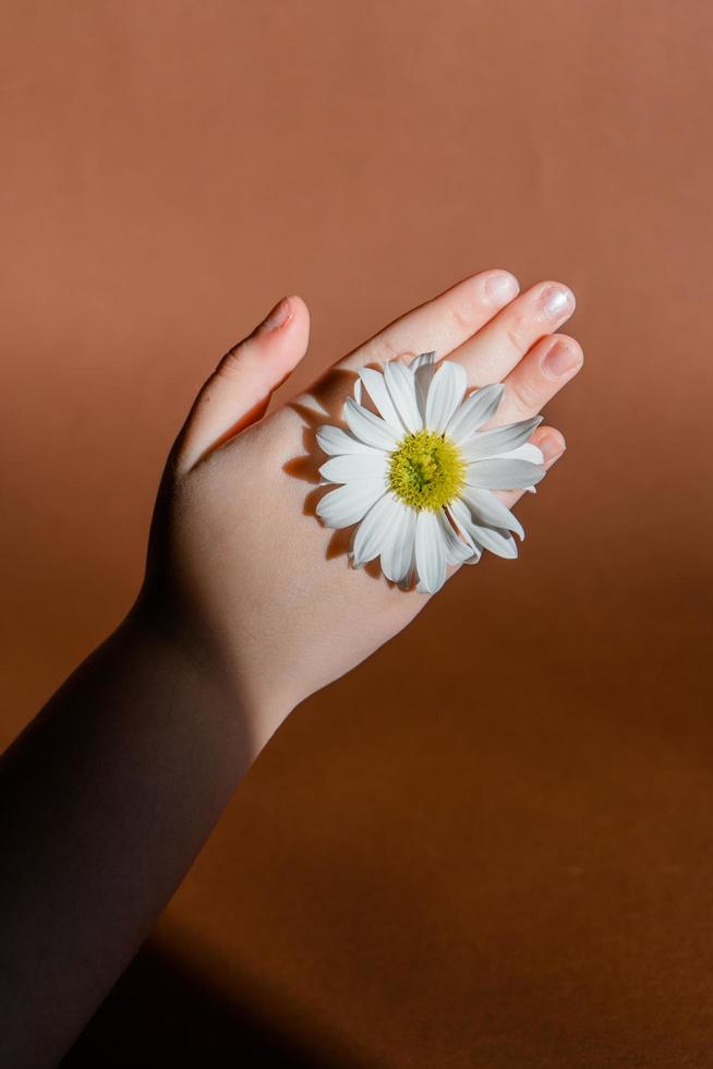 mano de niño sosteniendo manzanilla foto