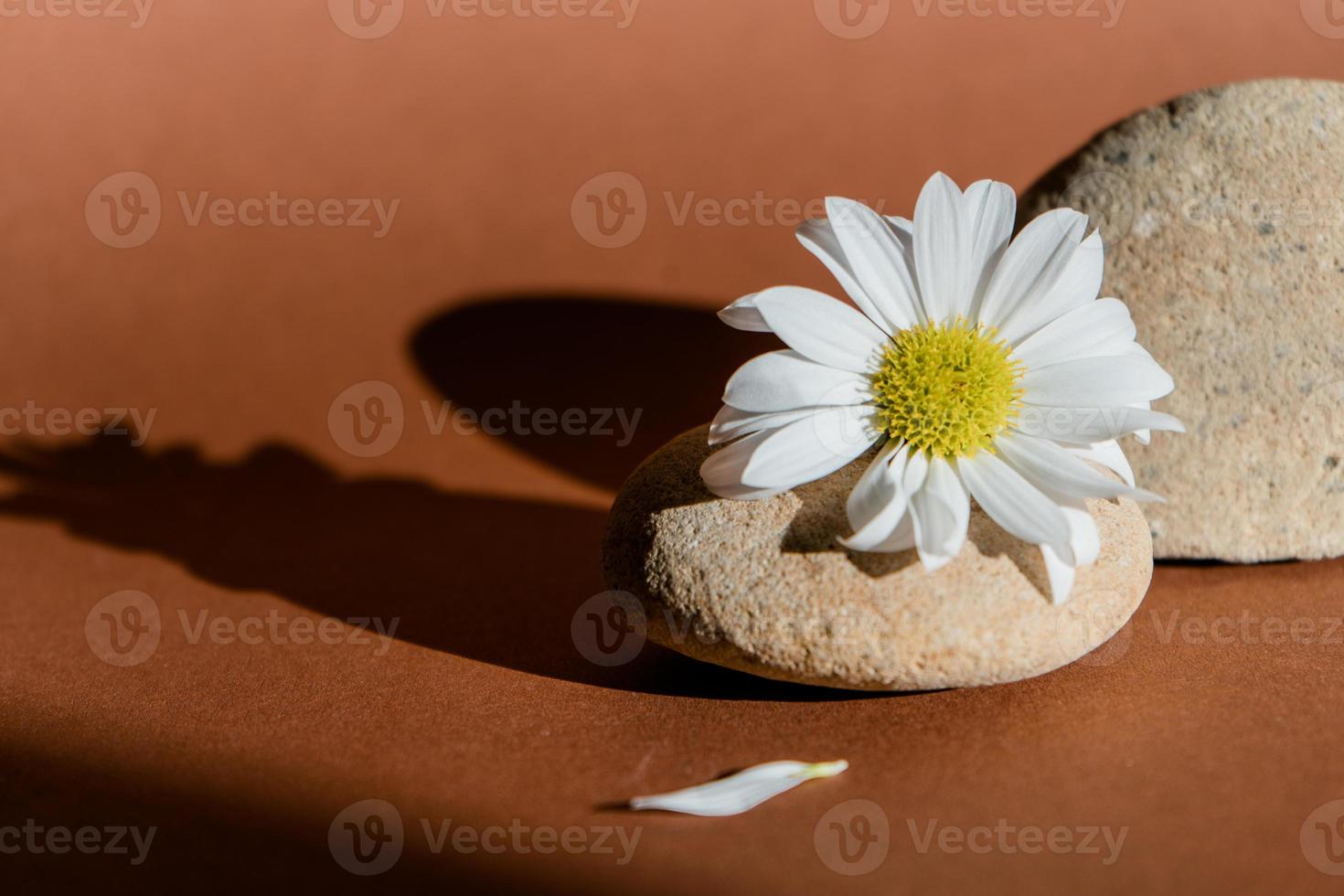 camomile on the stone and sunlight photo