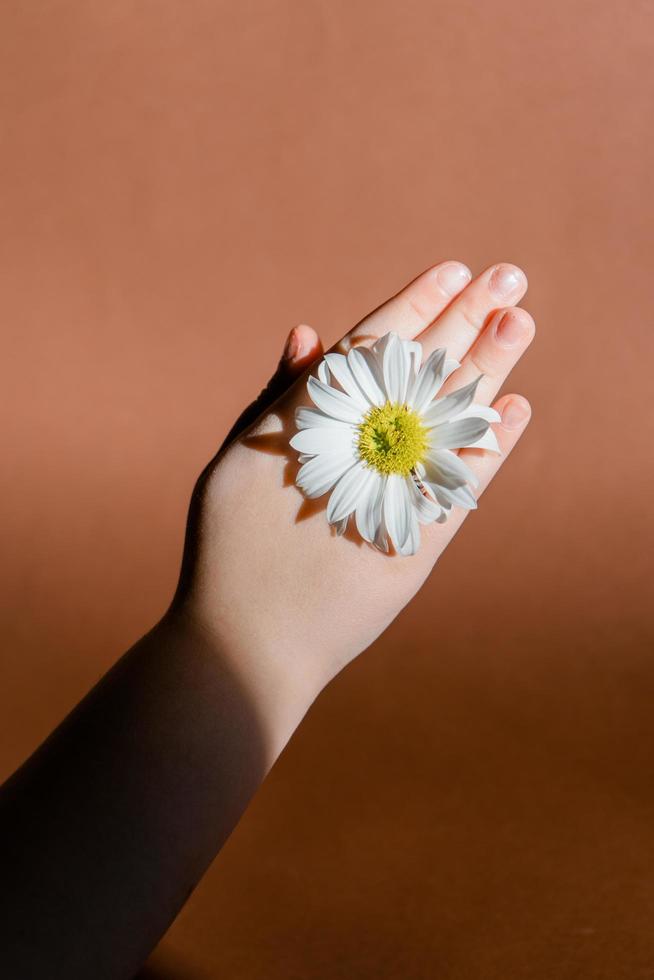 child hand holding camomile photo