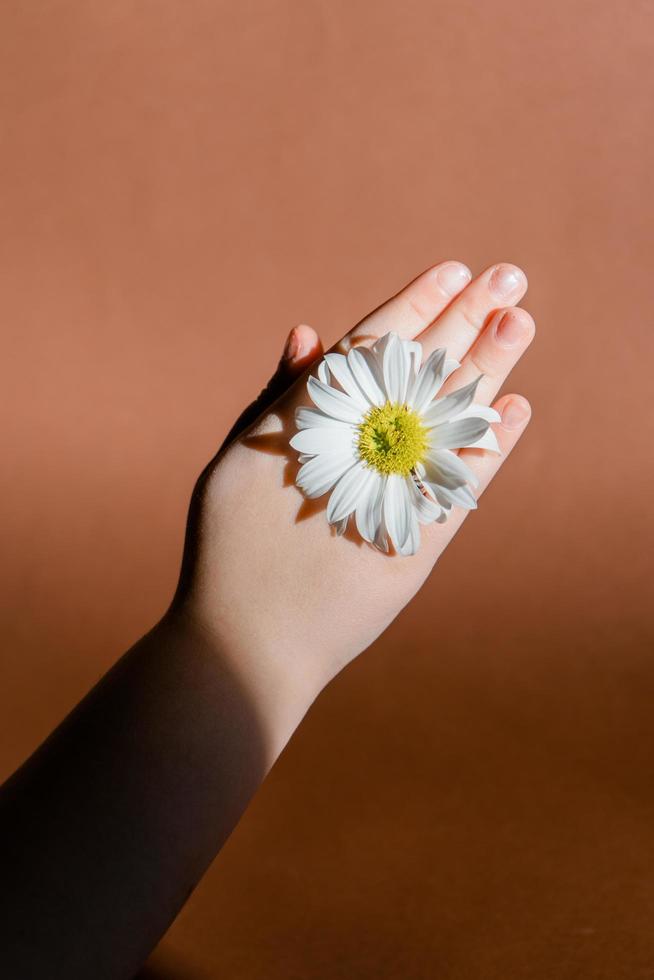 mano de niño sosteniendo manzanilla foto