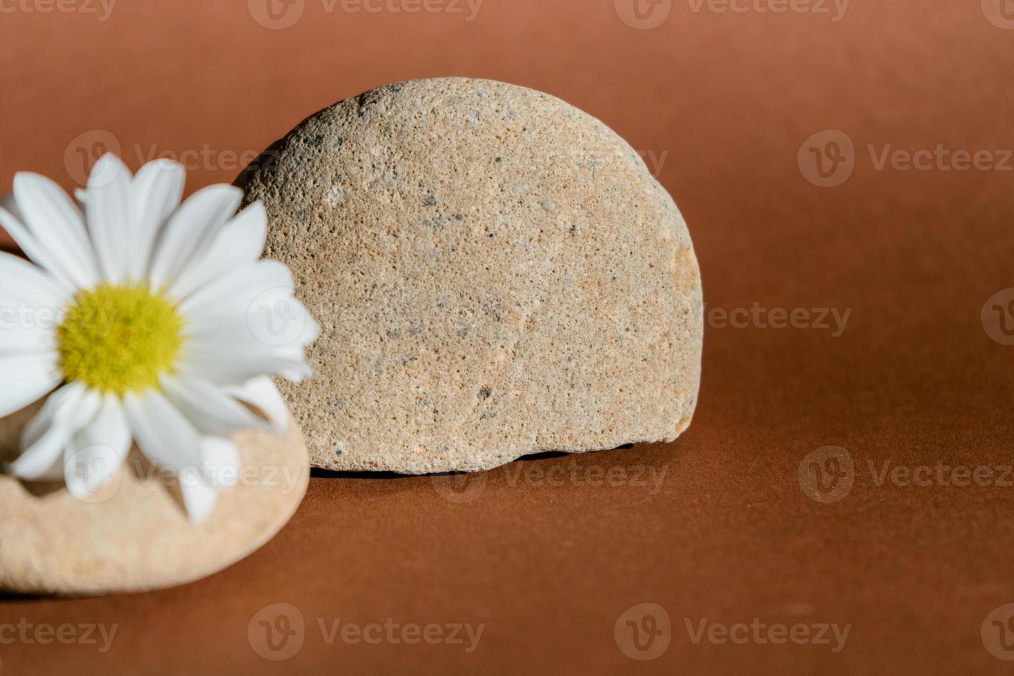 camomile on the stone and sunlight photo