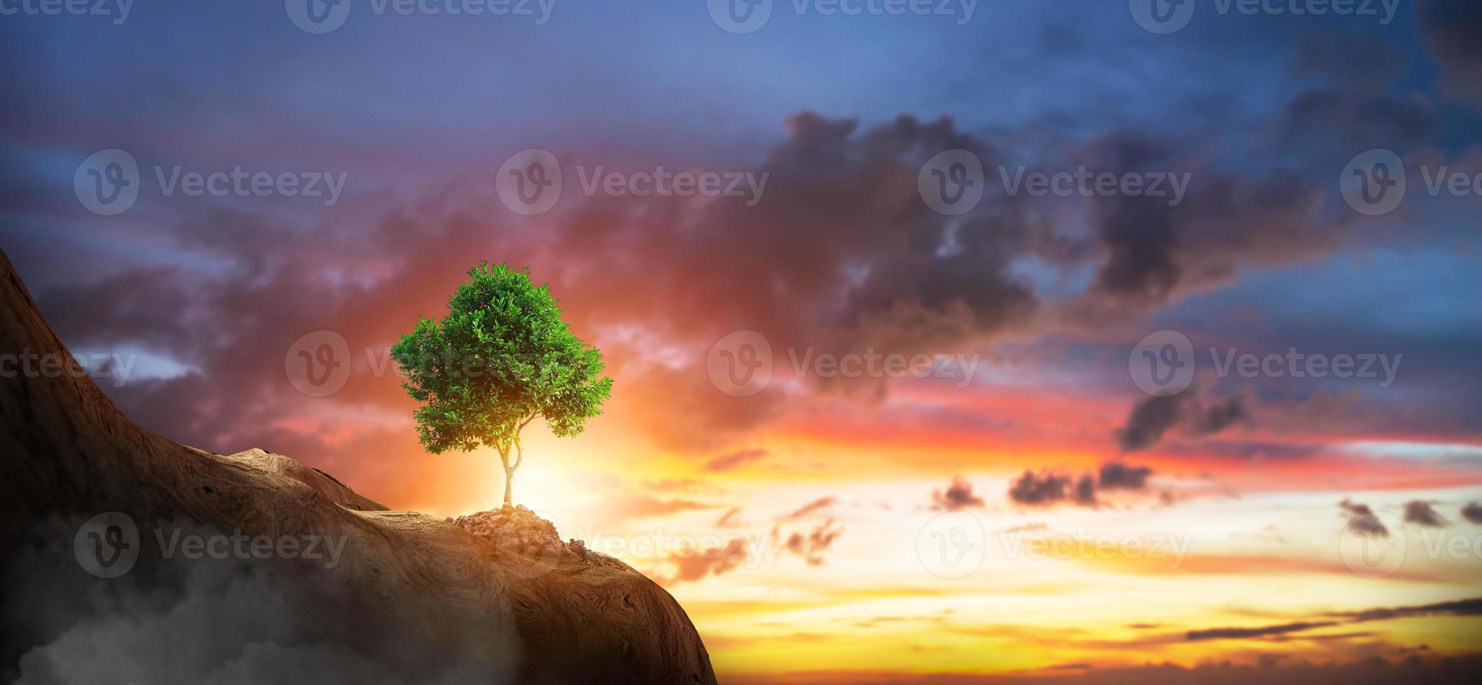 CSR concept with tree photo