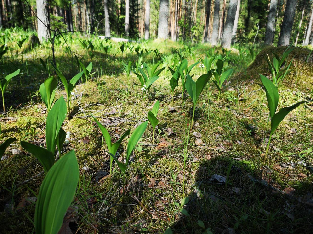 Lilies of the valley in the forest. Flowers in the forest photo