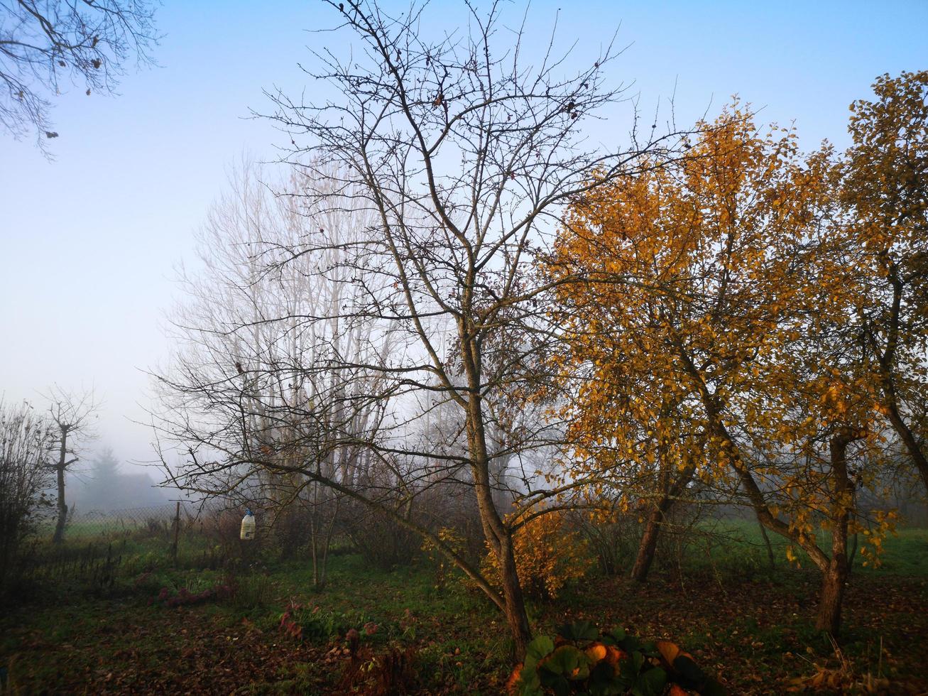 Evening fog in the autumn garden photo