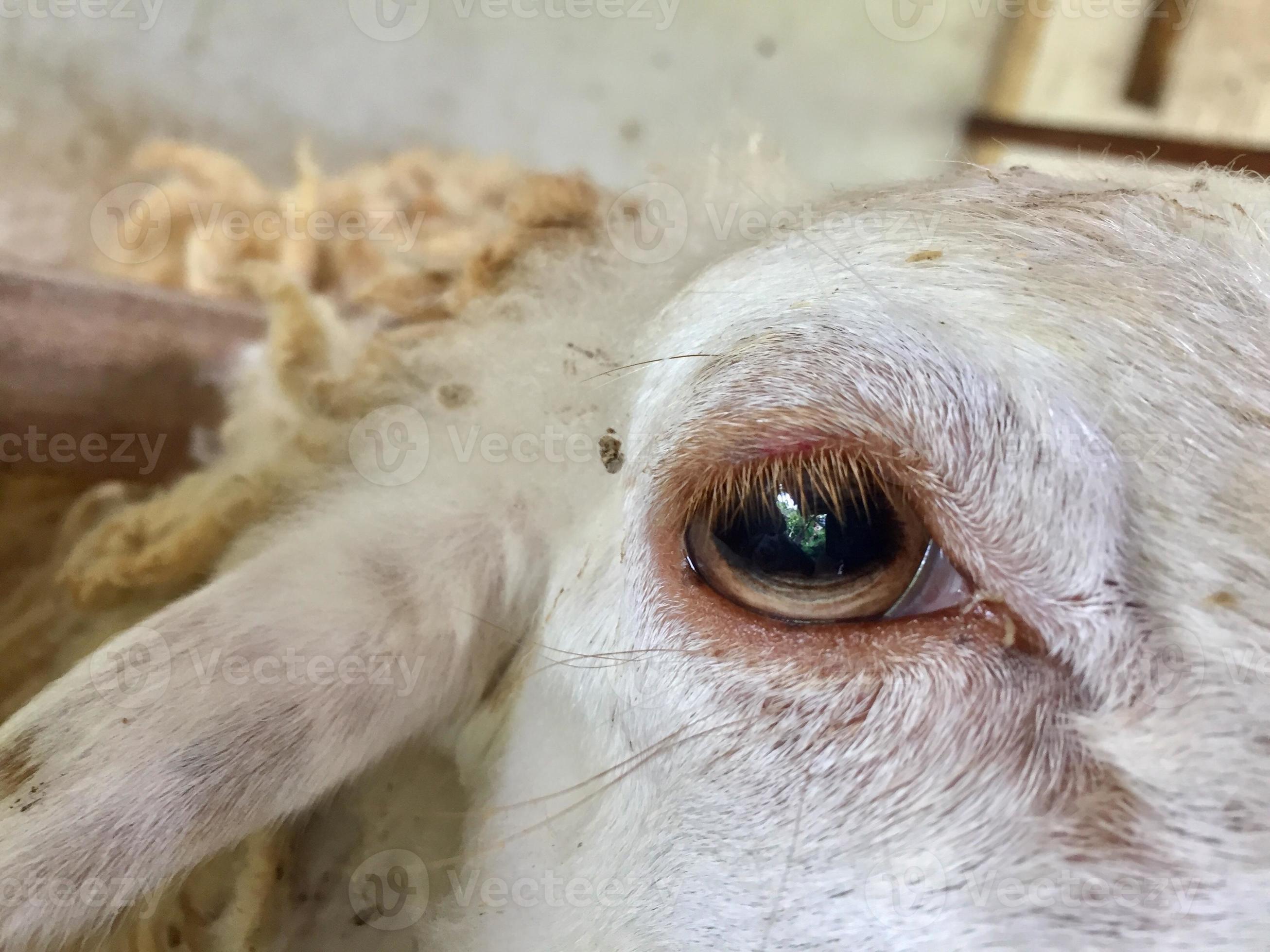 an eye of a sheep 10451765 Stock Photo at Vecteezy