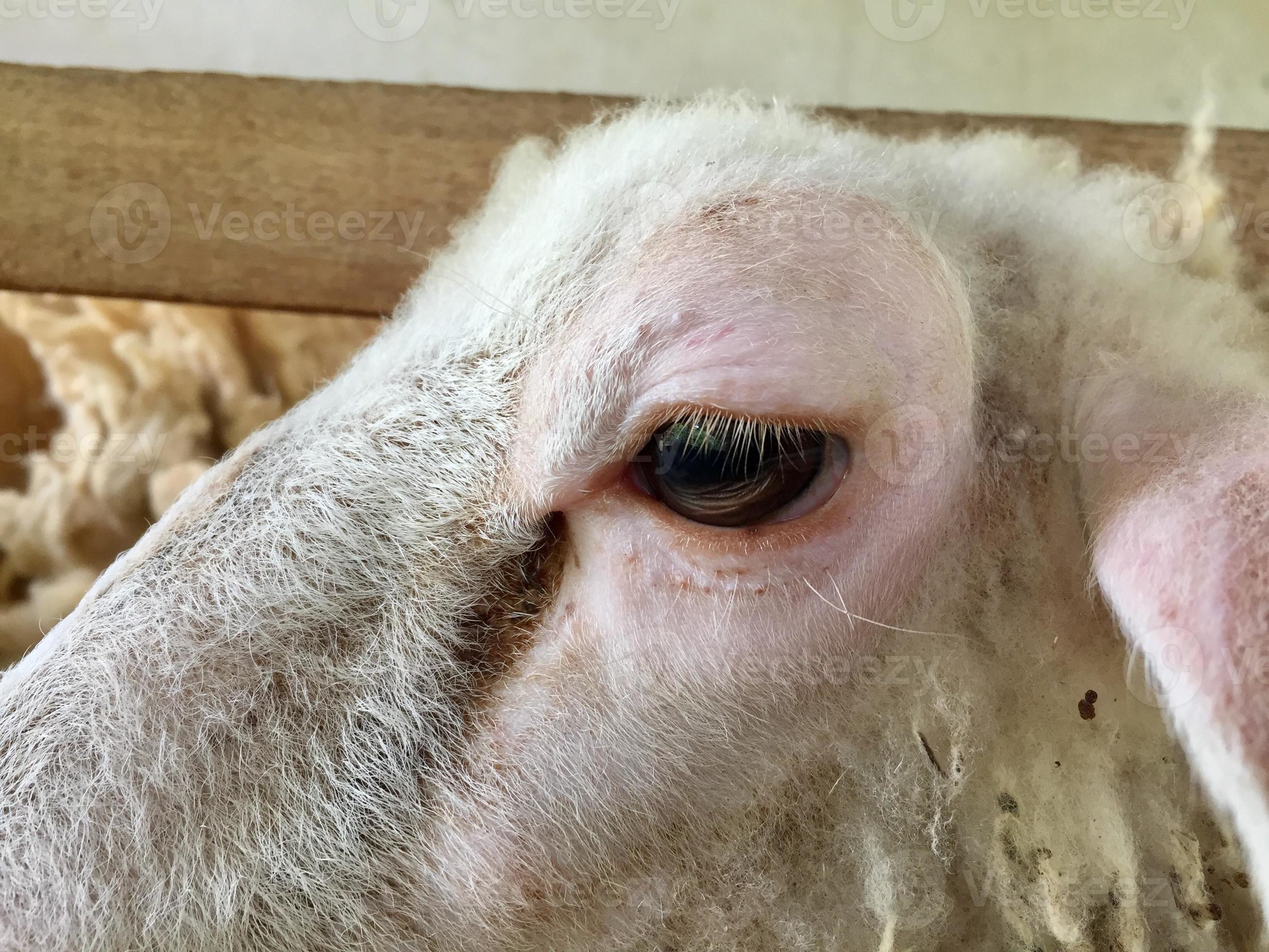 an eye of a sheep 10451769 Stock Photo at Vecteezy