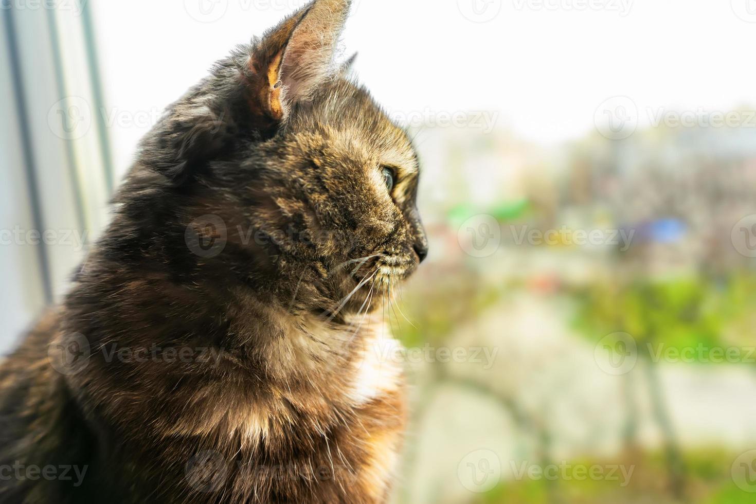 Cute tortoiseshell cat siting on windowsill near window and looking out the window photo