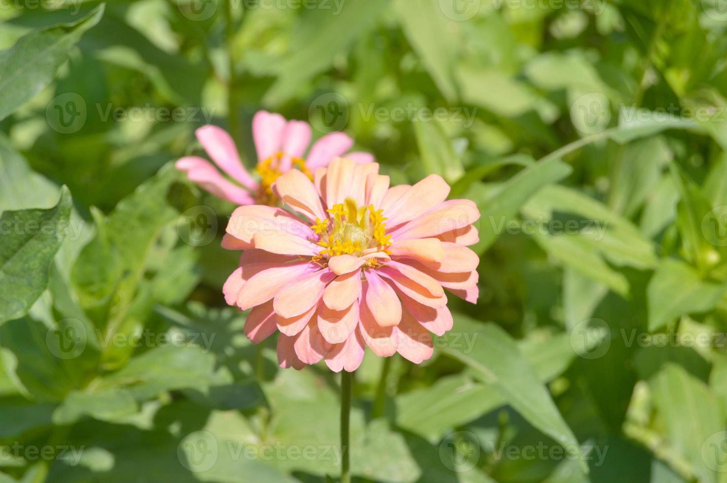 plants in the garden. flowering plants. wild plants. photo