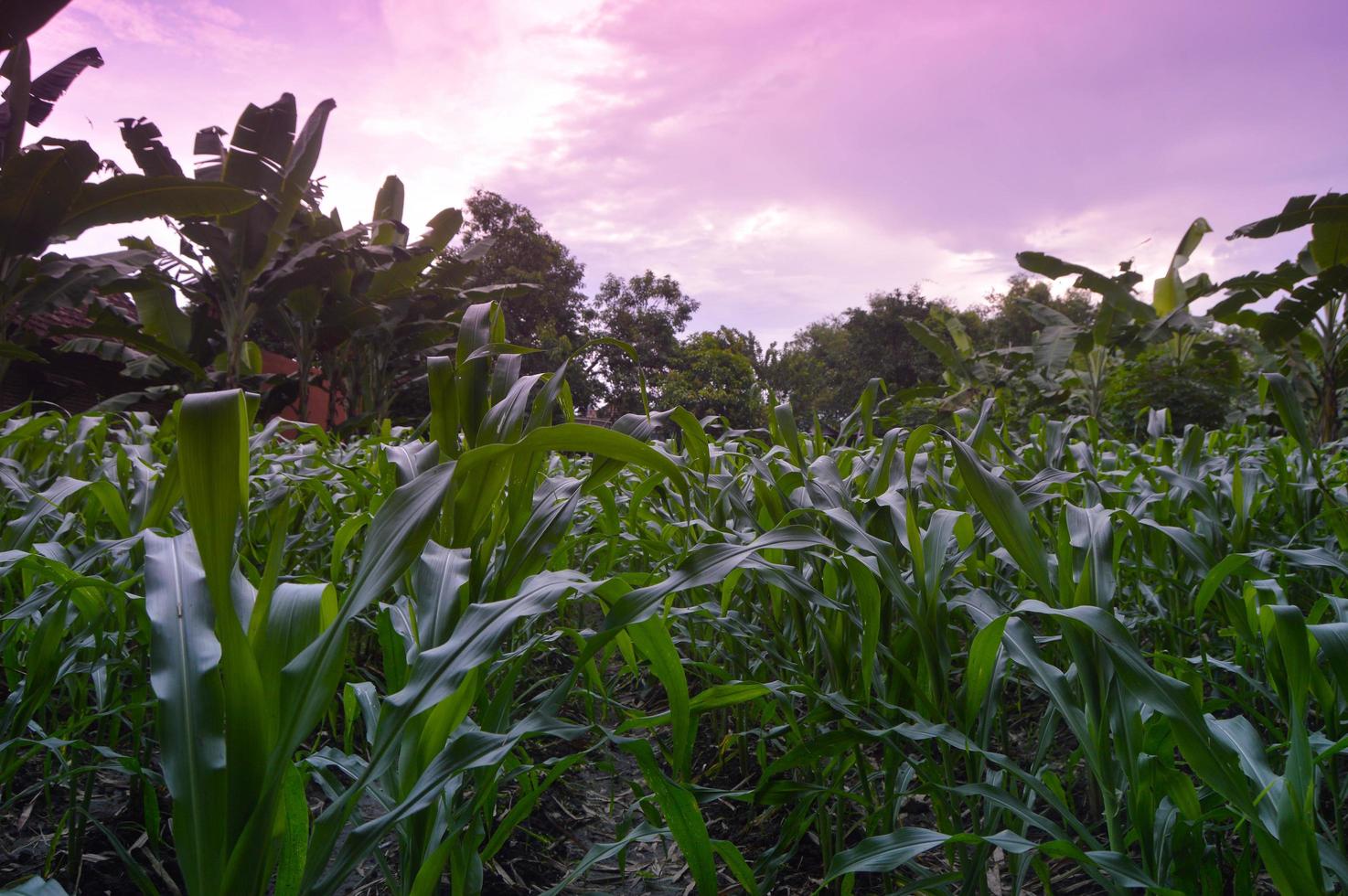 view of corn plantations in the daytime photo