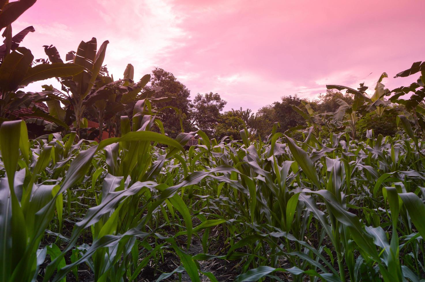 view of corn plantations in the daytime photo