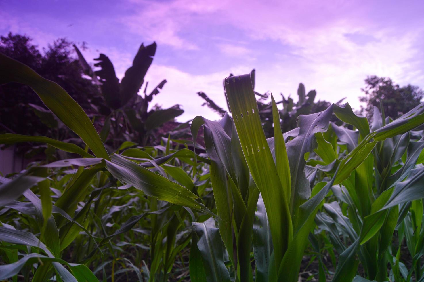 view of corn plantations in the daytime photo